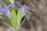 Oblongleaf snakeherb